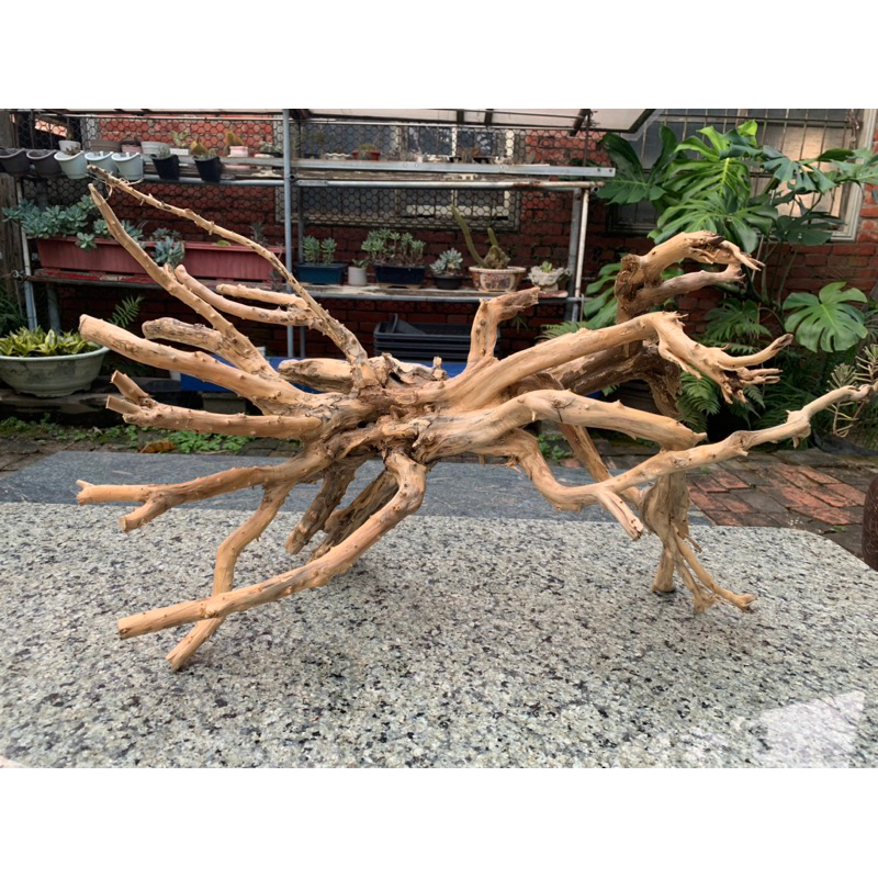 老鐘七里香沉木（可分期）-生命樹系列（2.5尺以上，多角度皆可站）