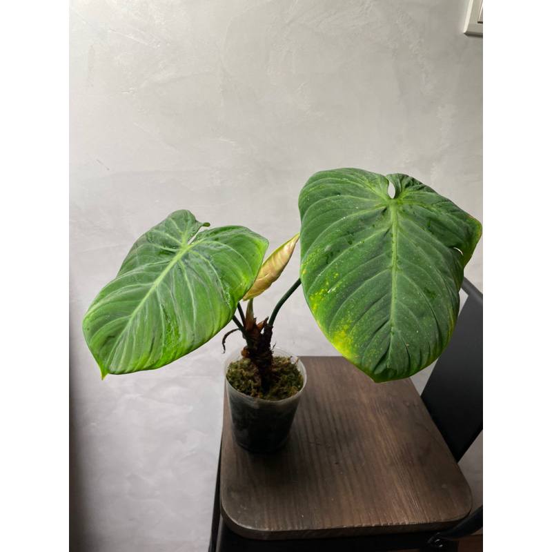 巧克力紅蔓綠絨 Philodendron El Choco Red