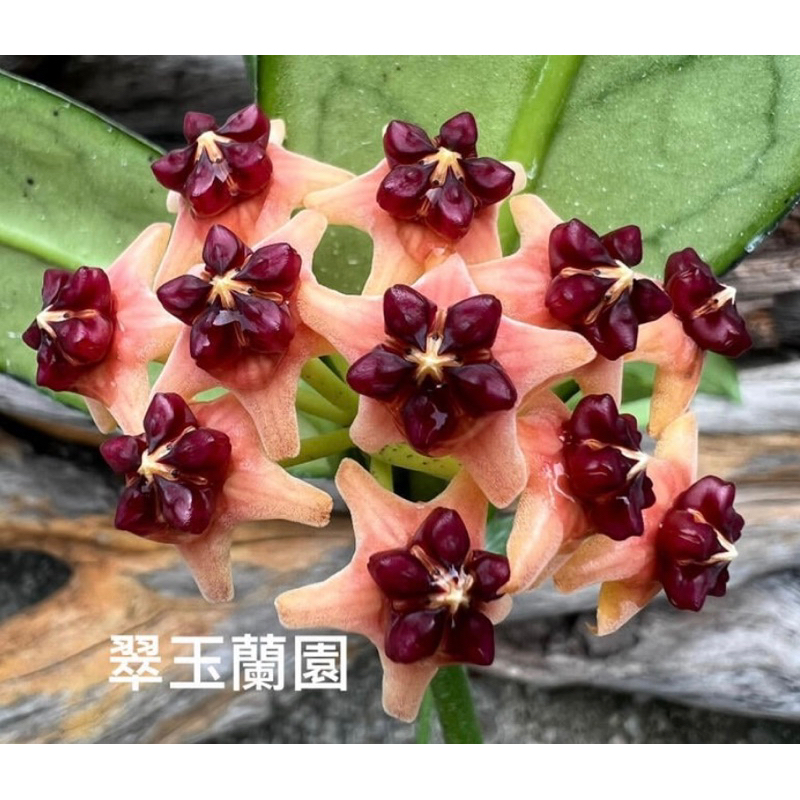 毬蘭  洛比橘 Hoya lobbii orange 續花性