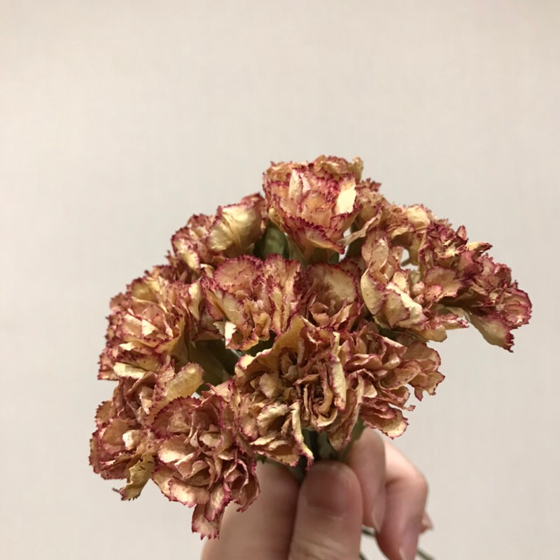 🔻出清優惠🔻橘黃康乃馨🌸自製乾燥花新鮮花材