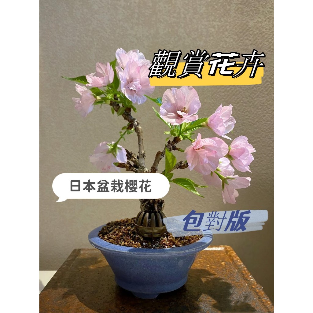 日本盆栽櫻花老樁苗Jp Cerasus sp 四季開花林木櫻花種子 室內外桌面觀花