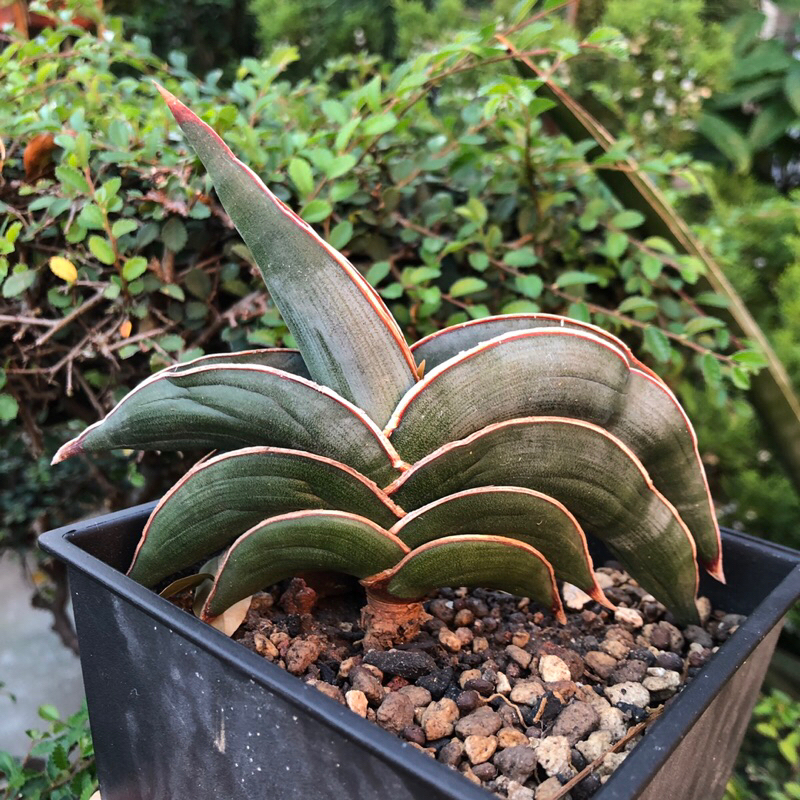 大株 鳥嘴虎尾蘭 多肉植物 龍舌蘭科