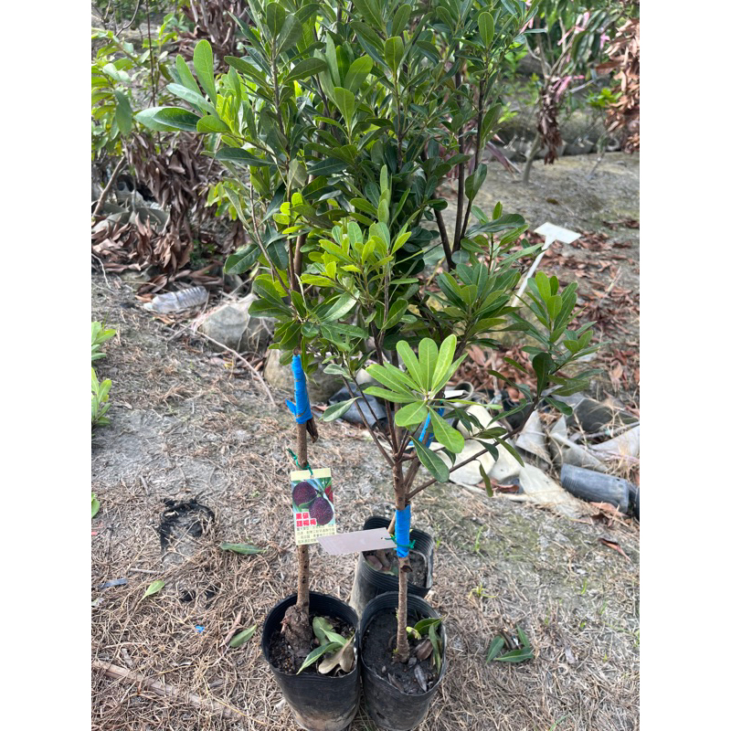 黑碳甜楊梅嫁接苗約一米