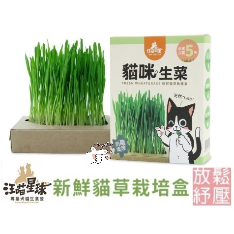 ✨免運+5%蝦幣✨🐶亨寶🐱【汪喵星球】貓草新鮮栽培盒 貓咪生菜 新鮮小麥草~DIY自己種!! 貓零食 貓咪點心