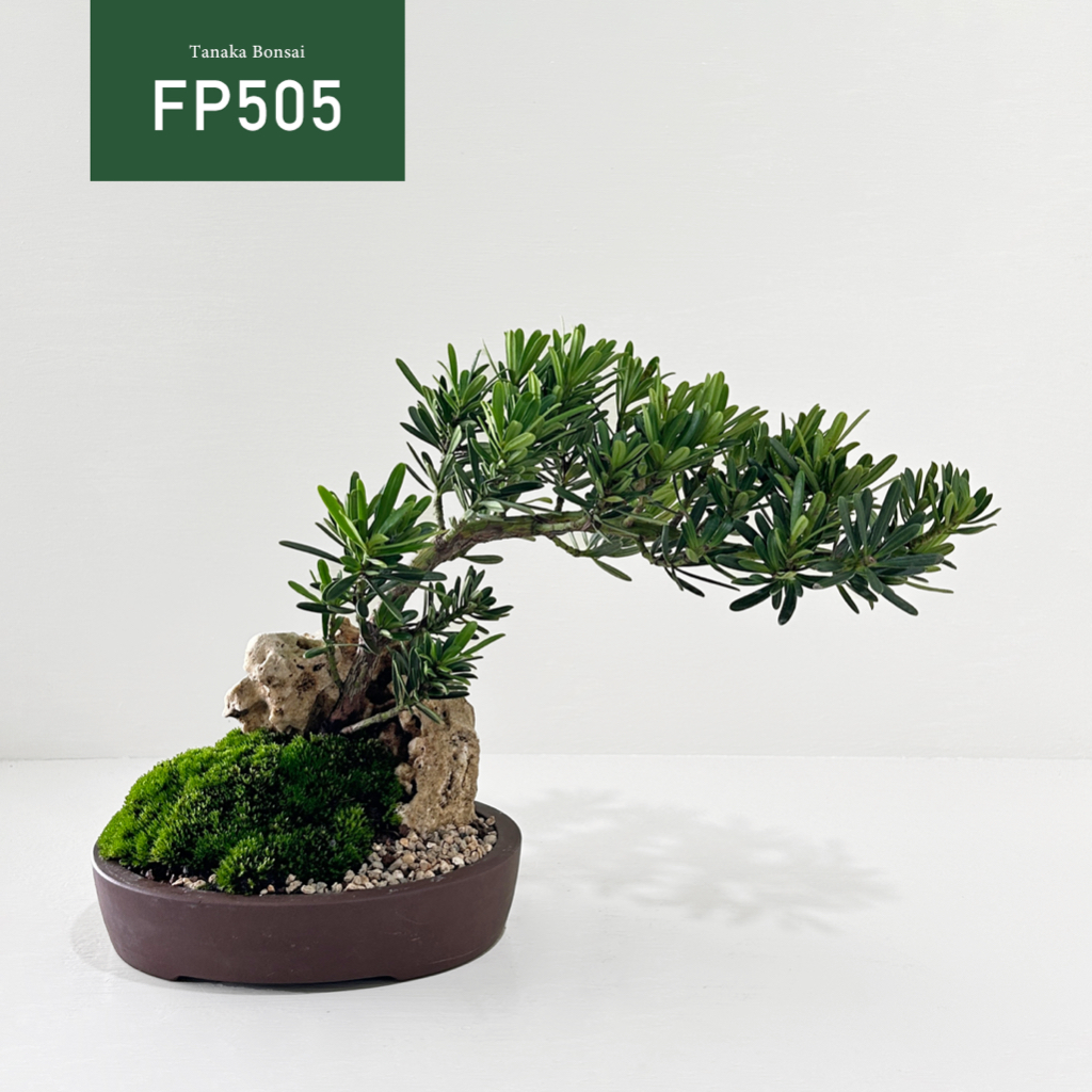 【Tanaka Bonsai】FP505 滿天星羅漢松盆景| 松柏盆栽