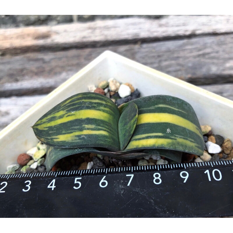 糸·嶼 / Gasteria Armstrongii Variegata 臥牛錦 / 多肉 植物