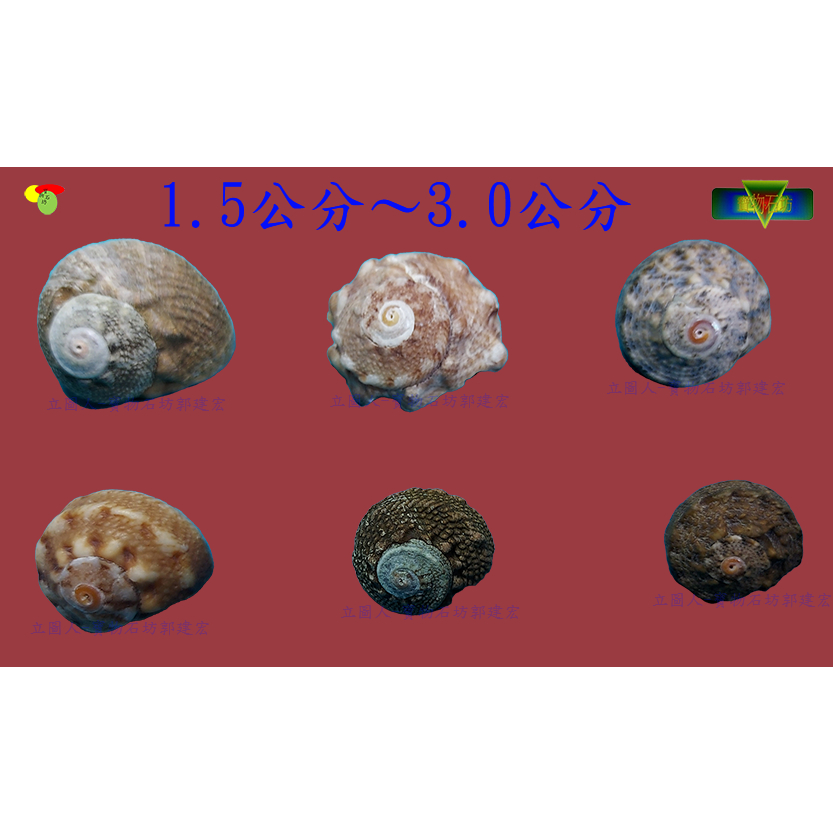 【寶物石坊】貝殼069~珠螺~沒有經過加工處理~寄居蟹替換殼~魚缸造景~室內擺設~diy材料包＃公仔 funko pop