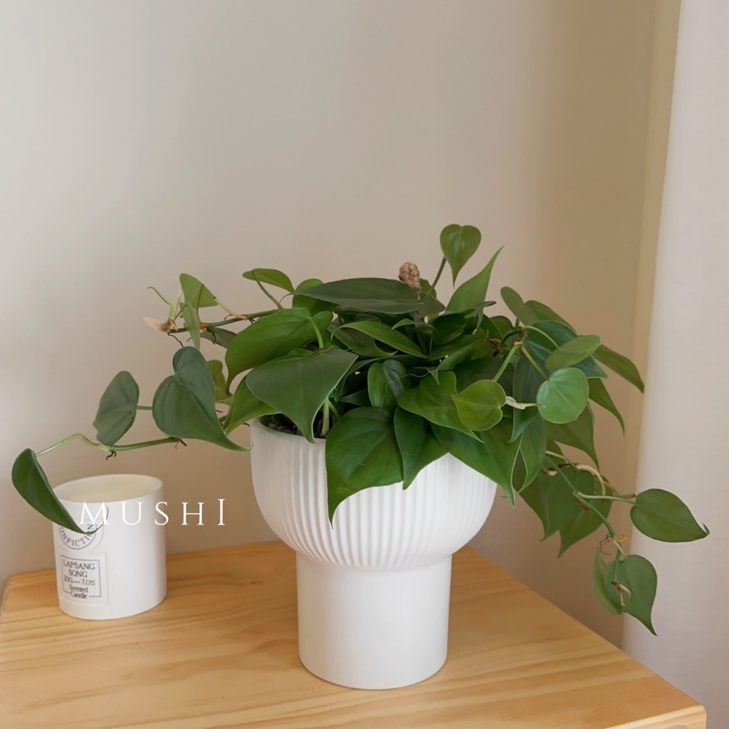 Mushi [心葉蔓綠絨］空氣感心葉蔓/Philodendron hederaceum/垂藤植物/室內好照顧/沐時嚴選