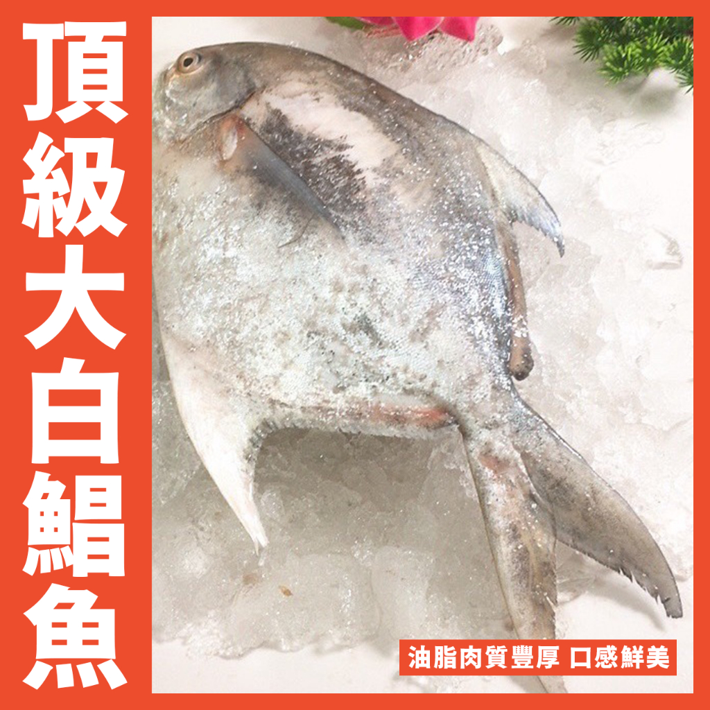 【鮮煮義美食街】活凍 世界品質第一正白鯧魚 超大白鯧/大白鯧/白鯧/白鯧魚 -500-600克