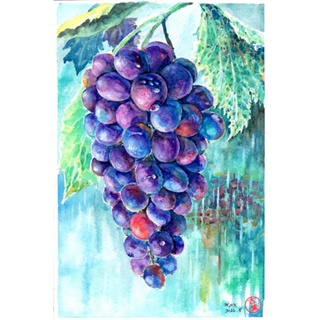 葡萄Grape 明信片105x148mm max 葉于聖水彩明信片