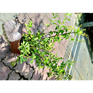 [指甲花盆栽] 室外植物 8吋盆活體花卉盆栽 送禮小品盆栽