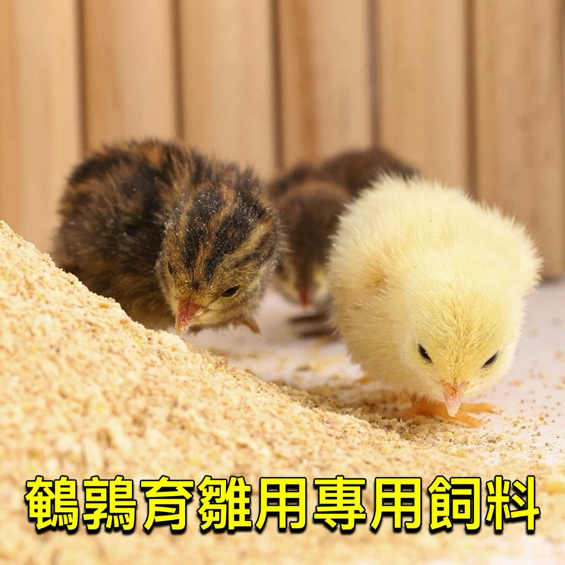 育雛用鵪鶉高熱能小雞飼料，0-28日齡盧丁雞、雞、鴨、鵝均可使用，☝️500克裝#鵪鶉之家