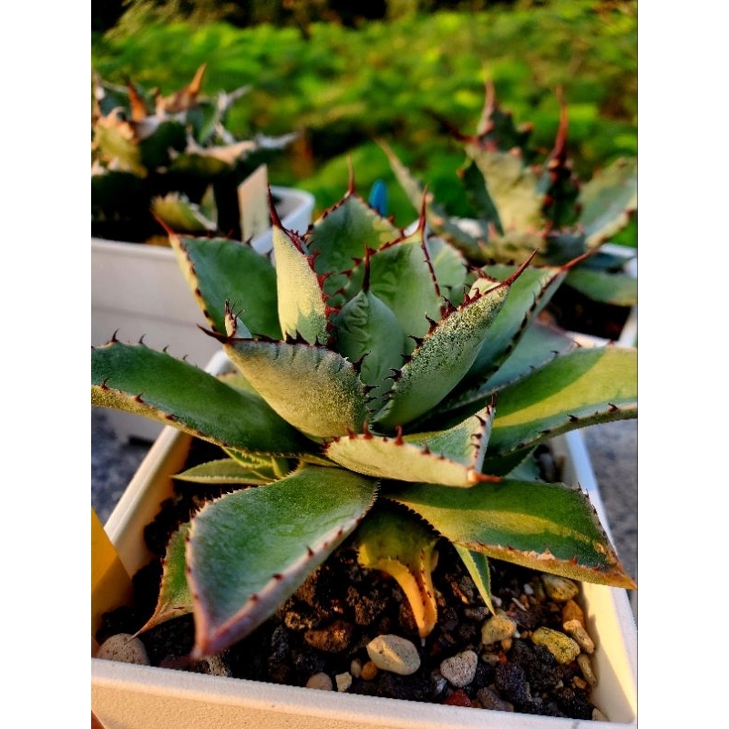 【綠色植緣】Agave titanota♕兜率天（交種）  型態株-龍舌蘭 / 多肉 / 嚴龍 /交種