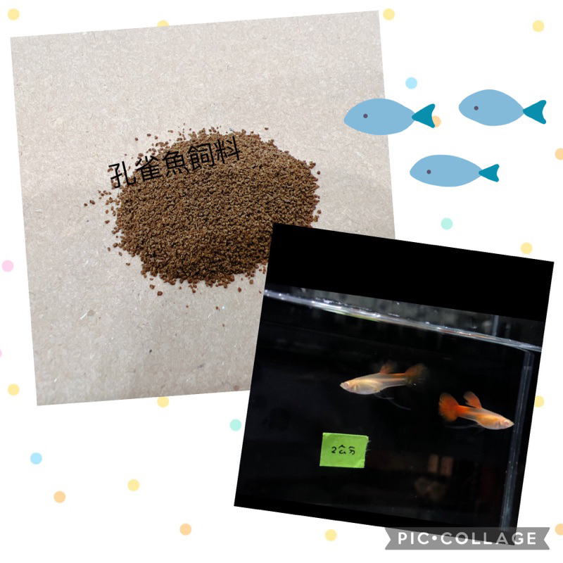 【貝果果魚坊】孔雀魚飼料-緞帶🎀 紅白 白子飼料