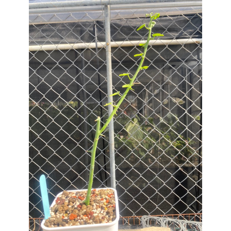 【貝里腺蔓】Adenia ballyi/扦插/塊根植物