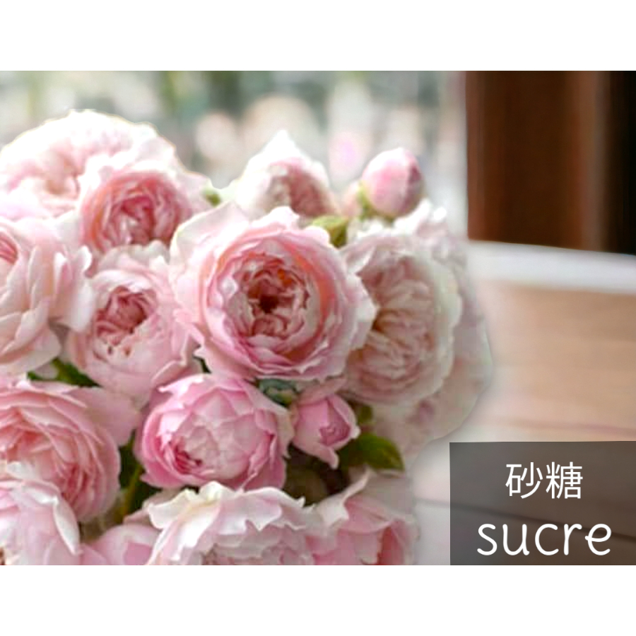 (河本純子) 砂糖 Sucre 玫瑰花 / 6吋盆扦插苗 / 植株盆栽