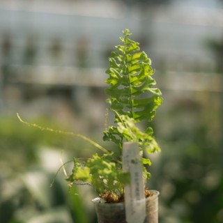 綴化長葉腎蕨 2.5吋盆 蕨類植物 觀葉植物 耐陰植物 室內植物 園藝 療癒 植栽 植物 盆栽 陽臺【阿金的便秘花園】