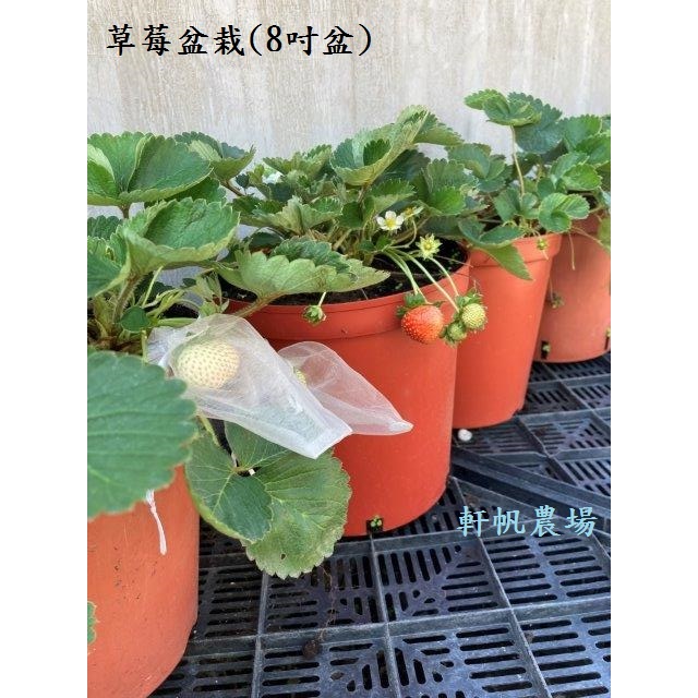 草莓苗   草莓盆栽(8吋盆)-自取  軒帆農場