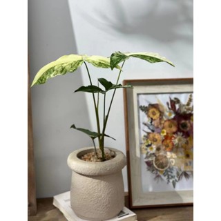 【新品搶先預購!!】水泥盆/ins/室內植物/觀葉植物/辦公室盆栽/多款盆器搭配選擇/幾何型盆栽/送禮首選/窗邊植物
