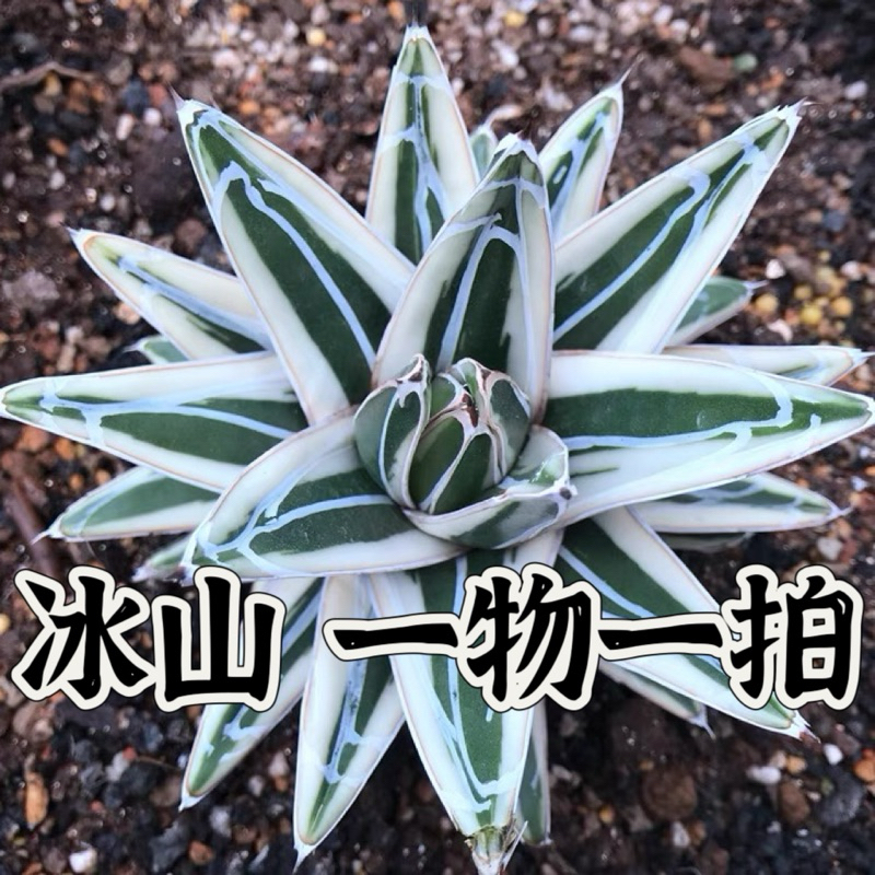 ↠有植感↞ ▮冰山▮一物一拍龍舌蘭  Agave victoria-reginae 'White Rhino' 龍舌蘭科