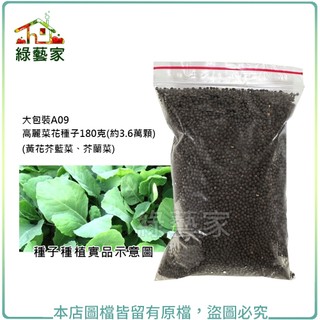 大包裝A09.高麗菜花種子180克(約3.6萬顆)黃花芥藍菜 芥蘭菜 芥蘭種子 蔬菜種子 側芽多 葉形橢圓【綠藝家】