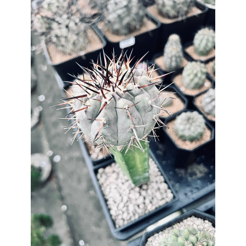 ［23.11.07更新］黑王丸｜嫁接龍神木｜Copiapoa cinerea ｜仙人掌｜奇花玉樹