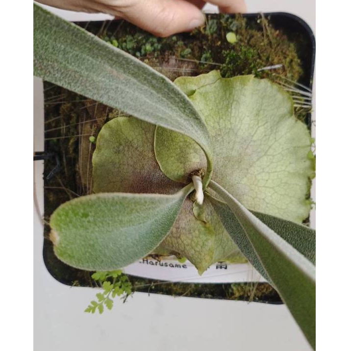 【埔茂花市】✦ 6吋 四方盆春雨 鹿角蕨 雨林植物 網紅植物 P.Harusame