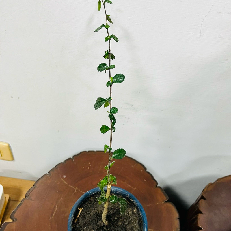 小而美盆栽-福祿茶樹