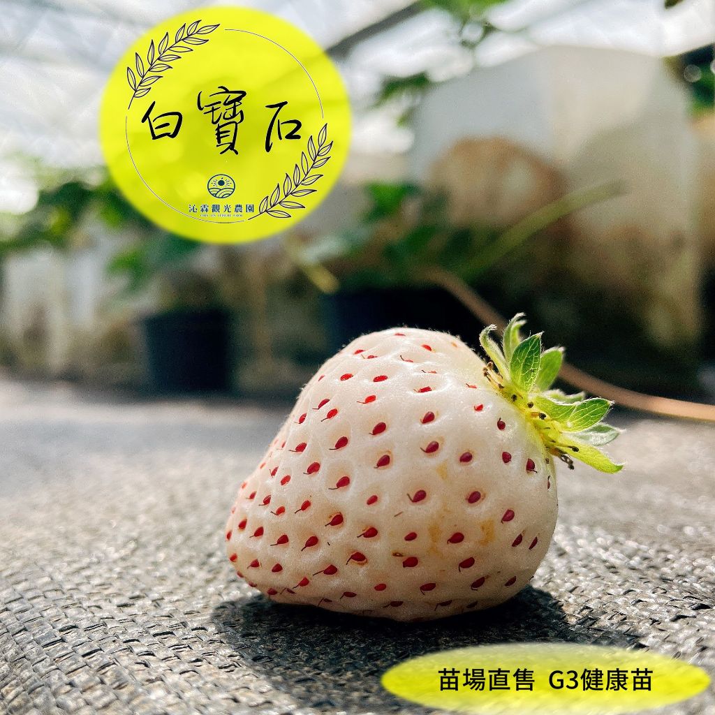 白寶石草莓 白草莓苗 頂級品種 純白色系 【最低10株出貨，可混搭品種】