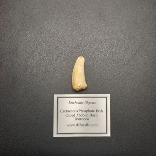 [海膽的刺]矛齒魚牙齒化石/矛齒魚化石/牙齒化石_6-A