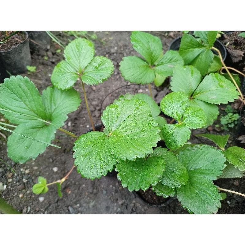 草莓苗~3.5寸黑軟盆~鬚根繁殖快、一株變多株~雲植園~