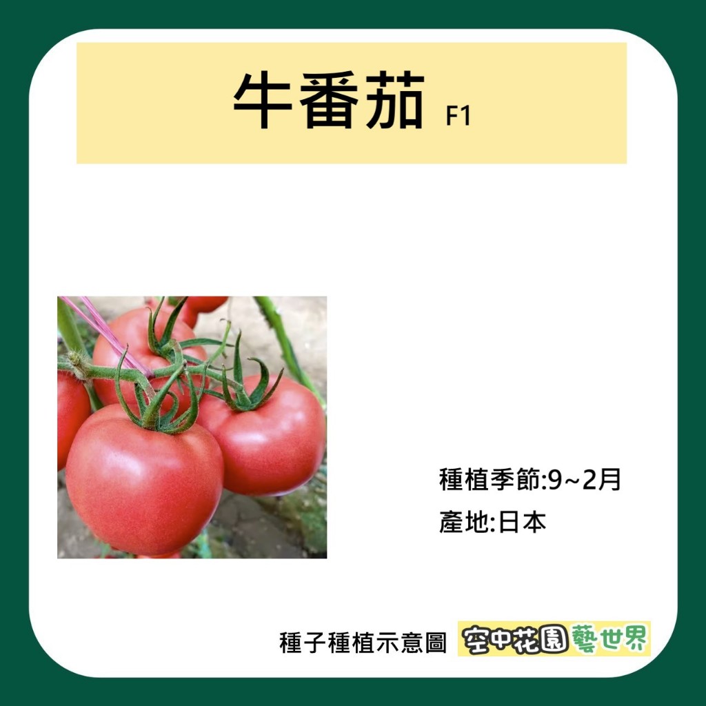 【台灣出貨 電子發票】牛番茄種子 3顆 F1 菜籽 種子 番茄 田園 植栽 種菜 種田 空中花園藝世界