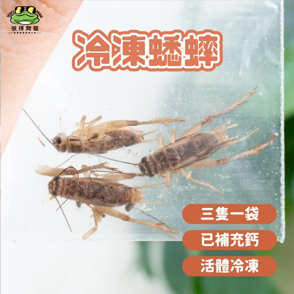 🐸彼得角蛙🐸 活凍蟲 冷凍蟲 飼料蟲 【白蟋蟀】/【黑蟋蟀】(可混搭 / 最低量需購買十包)