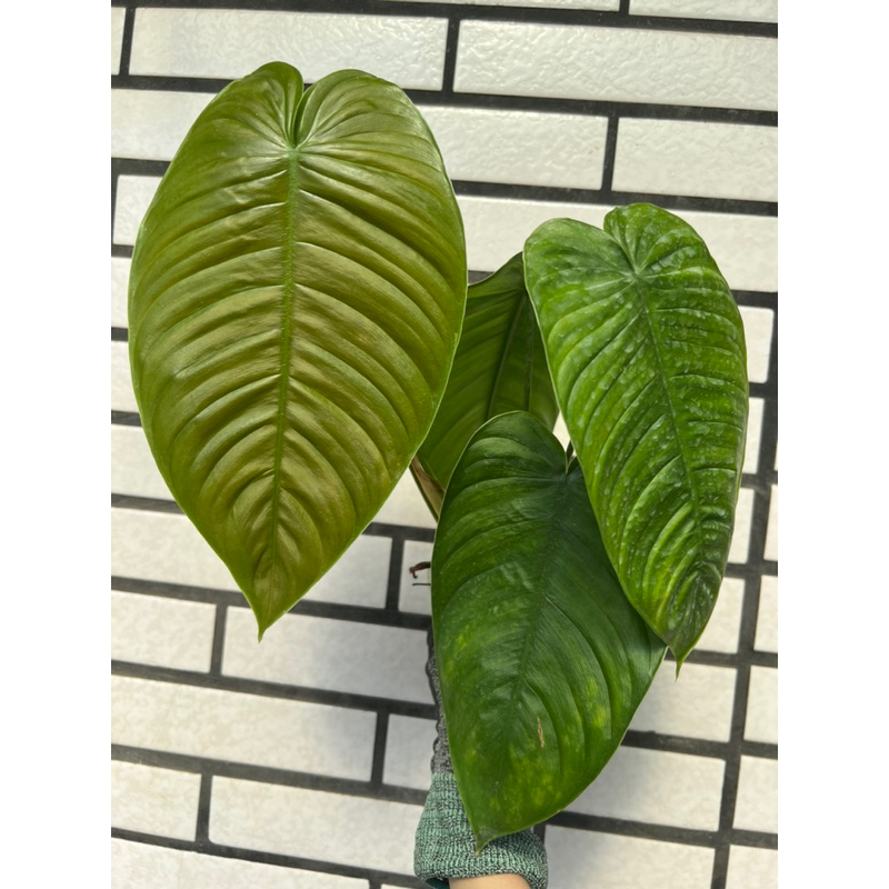 洗衣板蔓綠絨 洗衣板蔓Philodendron tenue