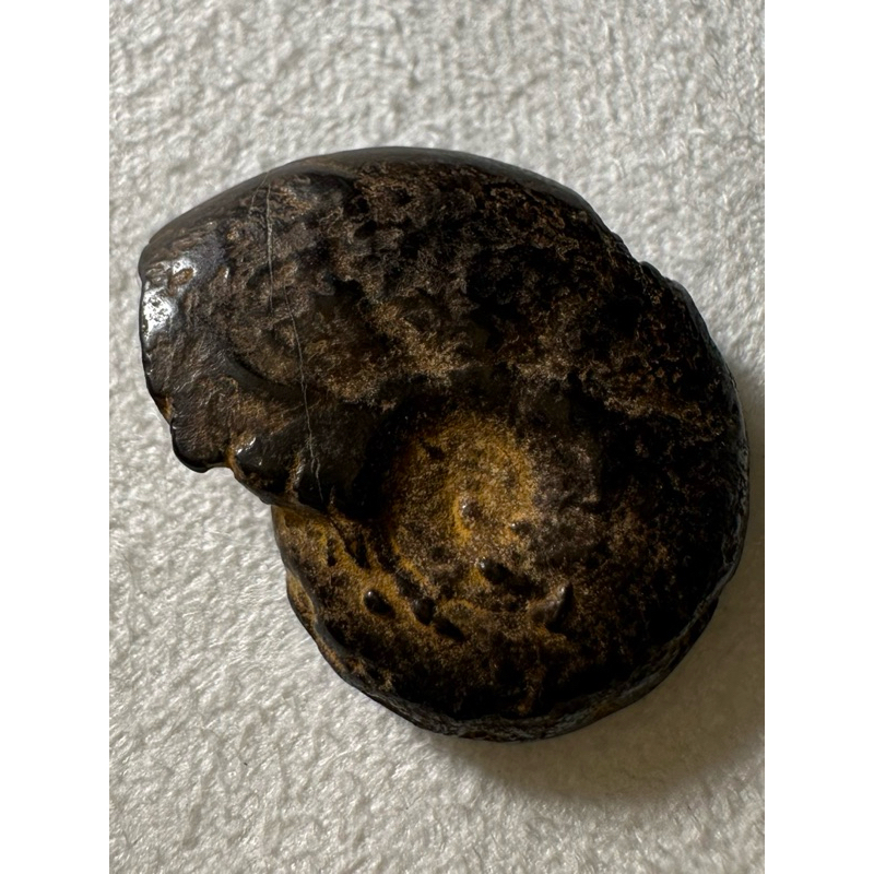 [菊石化石]褐鐵礦化菊石-L008-摩洛哥化石