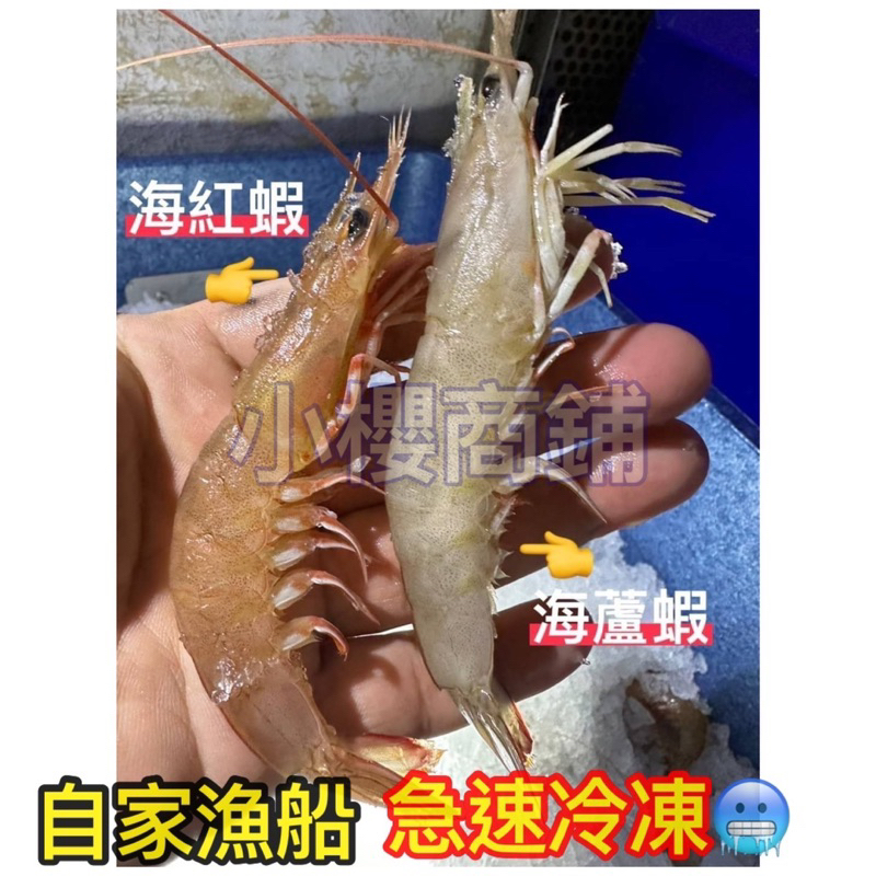 澎湖海產 蝦 活蝦 急速冷凍 海鮮🦞龍蝦 澎湖名產 澎湖魚 澎湖蝦 🦐 澎湖直送 澎湖海鮮 海蝦