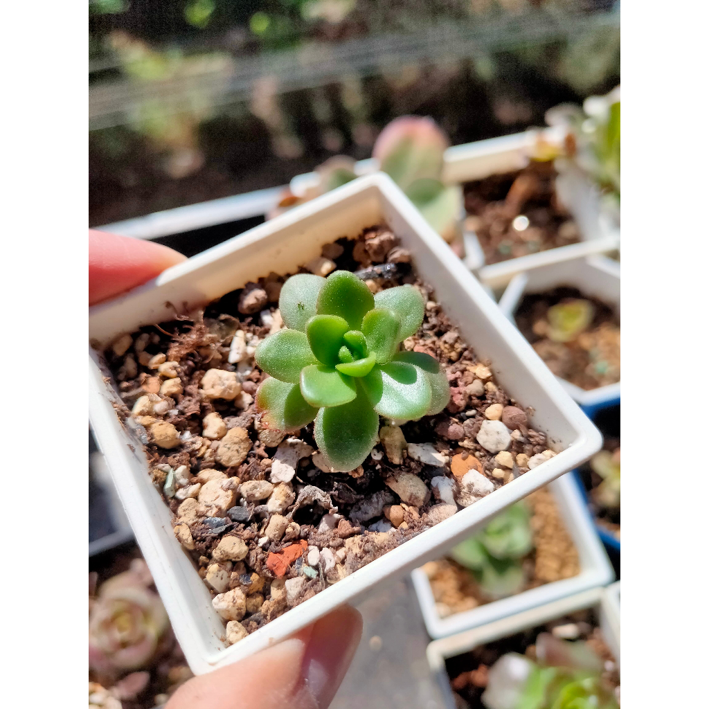 杰仔多肉 Succulents 小狐狸法師  3吋盆 植株2吋 四方盆 韓國多肉植物 多肉 盆栽 Aeonium 黑法師