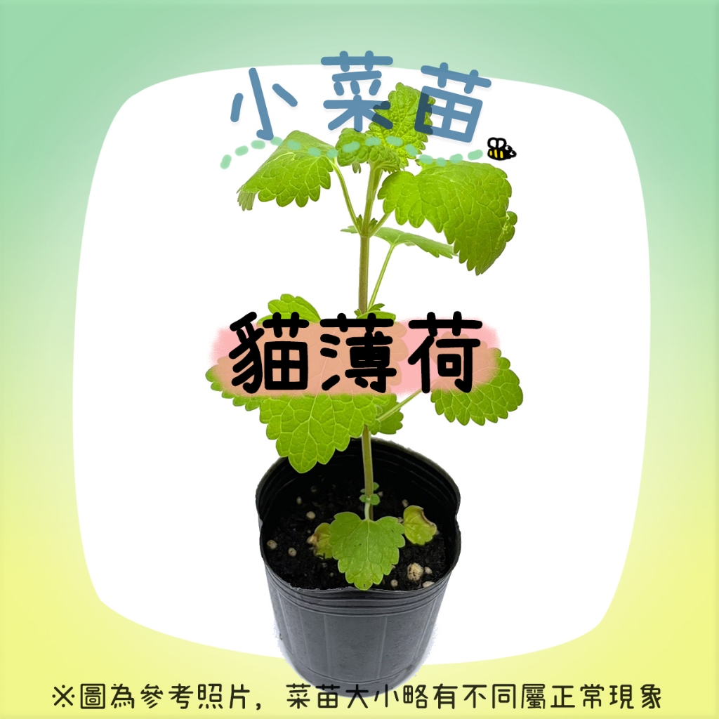【小菜苗】貓薄荷苗 貓大麻 catnip, herbs, sprouts &amp; shoots