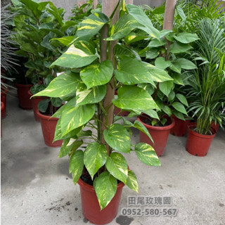 田尾玫瑰園 l 爬柱型黃金葛 (附柱子)【一尺盆 高度約80cm】淨化空氣植物 (品種眾多歡迎詢問) 田尾在地商家