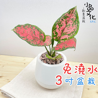 【小品文化】亞曼尼【現貨】3吋雪胖免澆水盆栽 懶人盆栽 觀葉植物 室內植物 自動吸水 創意花盆 居家辦公盆花