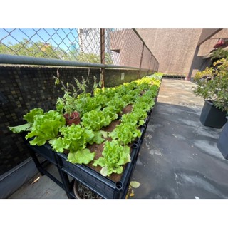 【高架種植箱】四連通種植箱 架高款 種植免彎腰 讓陽臺、樓頂變為專屬於您的小小花園