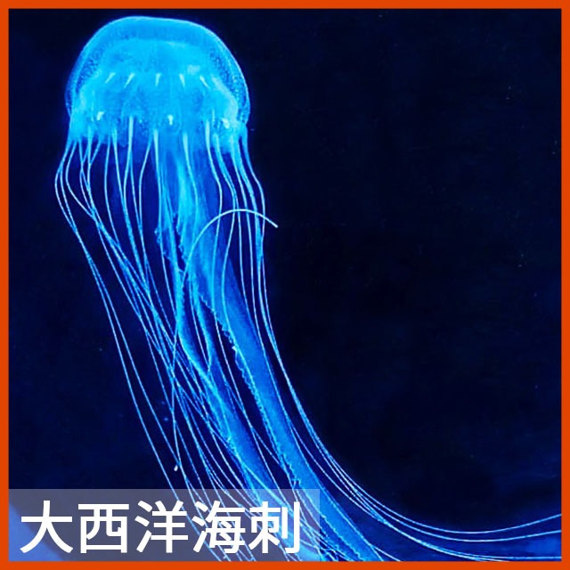 【藍海療癒】大西洋海刺—現場參觀台北水母養水母海刺水母馬賽克水母模型印尼水母天草水母海龜飼料海馬缸水母缸新手水母飼養教學