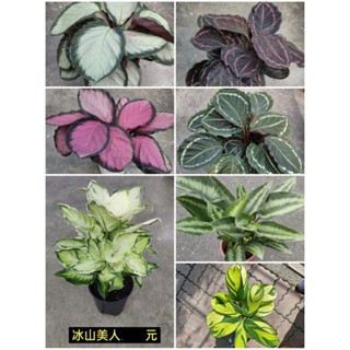 6吋盆 [ 金夢竹芋/白寶石竹芋/紅玫瑰竹芋/紅寶石竹芋/綠孔雀竹芋/電光芋/冰山美人/孔雀竹芋] 室內植物 辦公室植物