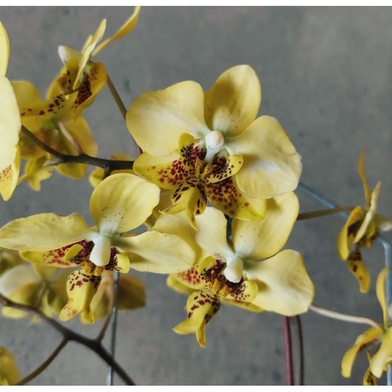 phal stuartiana yellow黃花史塔基實生／1.7吋／市面上很缺的品種