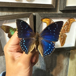 【現貨】🦋星空蛺蝶🦋蝴蝶 昆蟲 模型 乾貨三角紙包裝 #非活體 #類模型 #藝術品