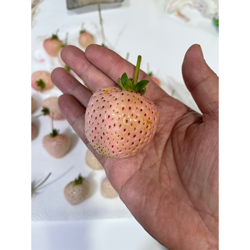 粉色白草莓苗多餘釋出