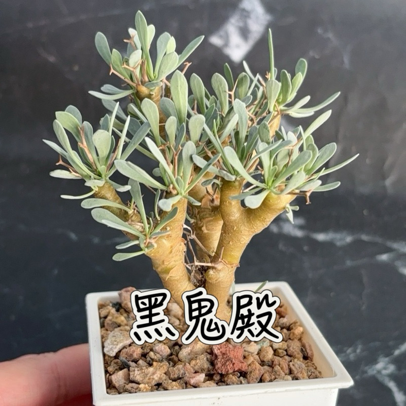 ↠有植感↞▮黑鬼殿▮ Othonna euphorbioides  菊科厚敦菊屬 塊根植物 厚敦菊 多肉 植物 植栽