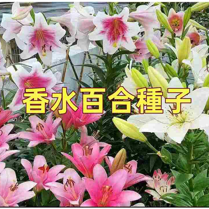 【香水百合種子】濃香百合花種子 四季種子好養易活 盆栽室內花植物種子