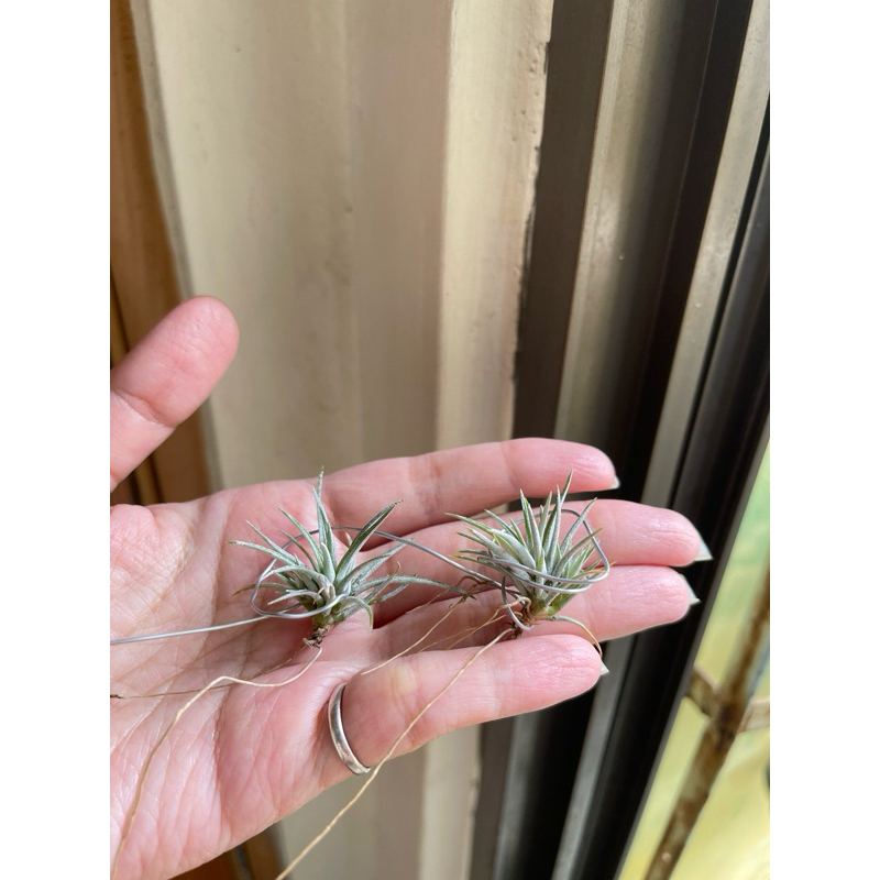 空氣鳳梨 尤利酷拉達變異Tillandsia utriculata var. prengelii YZ小舖