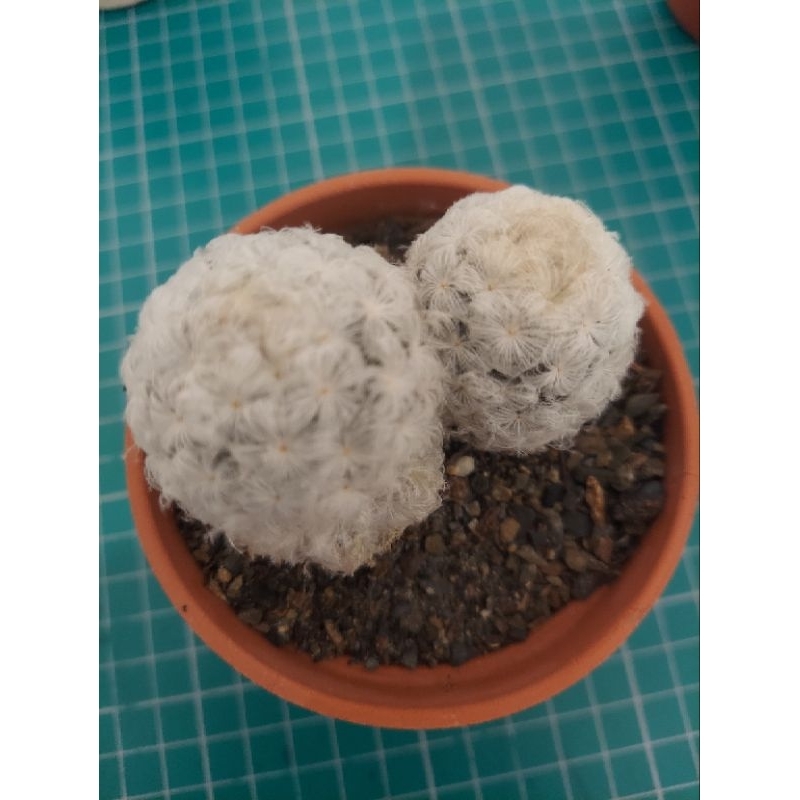 仙人掌🌵🌵🌵白星軟毛